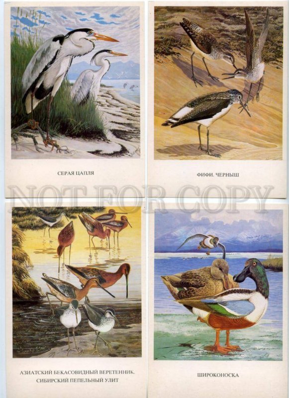 152478 Birds of Russia BAIKAL COMPLETE Set Old 16 Cards #2