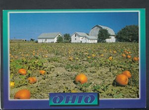 Food & Drink Postcard - America - Ohio Pumpkin Farm      RR6627