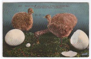 Ostrich Chicks Hatched Cawston Farm Pasadena California 1912 postcard