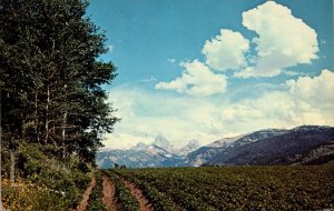 Idaho Farming Typical Potato Field