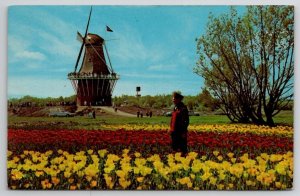 Holland Michigan De Zwaan The Swan Windmill Postcard J29