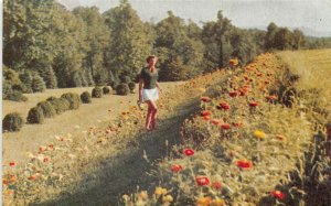 Belvidere New Jersey Johnson's Farm and Boarding House Gardens Postcard AA66855