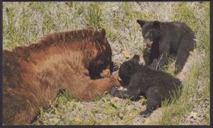 Black Bear and Cubs Postcard