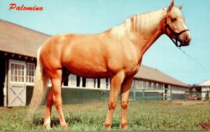 Horses Palomino