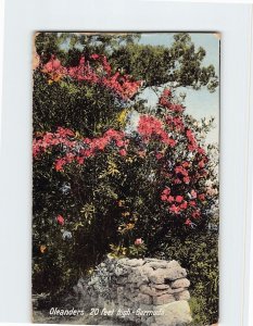 Postcard Oleanders, Bermuda, British Overseas Territory