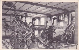 Belgium Brussells Bruxelles Musee Royal D Histoire Naturelle Galeries Nationa...