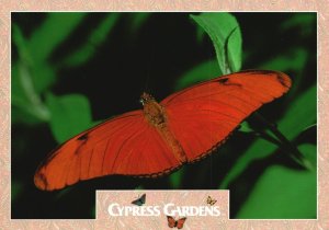 Postcard The Flambeau Dryas Julia Native In USA Mexico & South America
