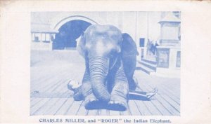 Old Circus Indian Elephant Crushing Man Disaster Postcard