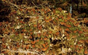 Butterfly Trees   - Pacific Grove, California CA  