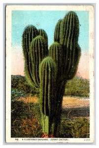 Clustered Giant Sahuaro Cactus 1930 WB Postcard Y9