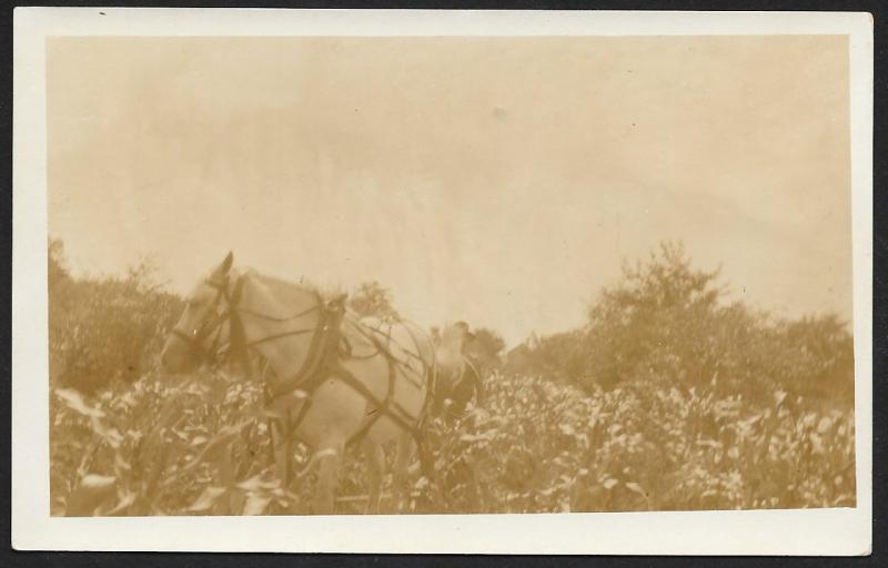 Man & Horse Plowing in Corn Field RPPC Unused c1910s