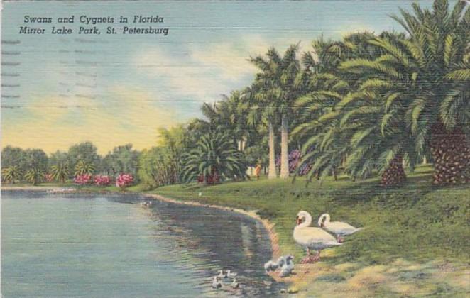 Florida St Petersburg Swans and Cygnets In Mirror Lake Park 1941 Curteich