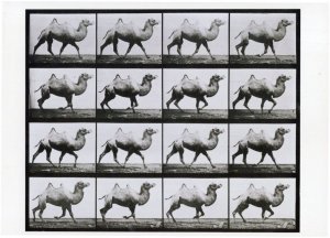 Camel Trotting Animal Photographic Locomotion Victorian Photo Postcard