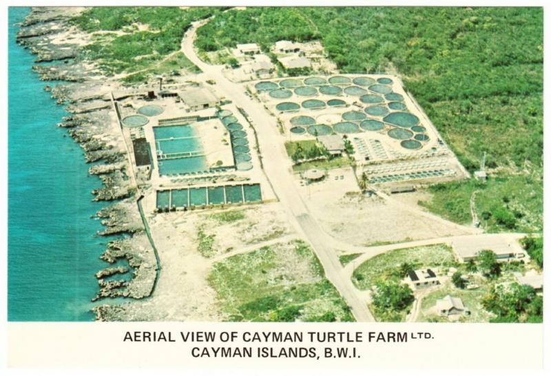 Cayman Islands Cayman Turtle Farm Aerial View West Bay 1980s Postcard