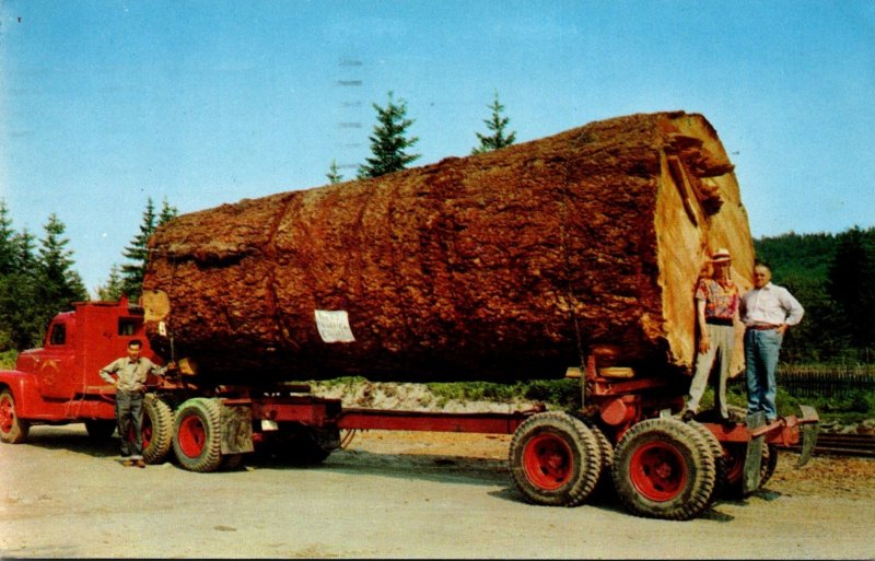 Oregon Logging Giant Fir Log On Truck 1958