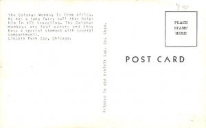 Colobus Monkey Monkey Unused 