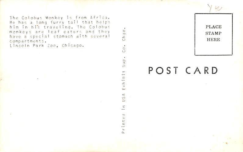 Colobus Monkey Monkey Unused 