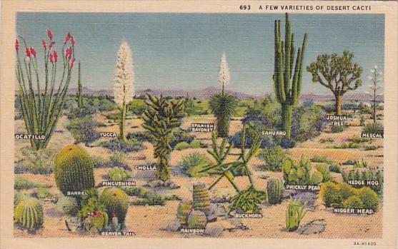 A Few Varieties Of Cacti 1950