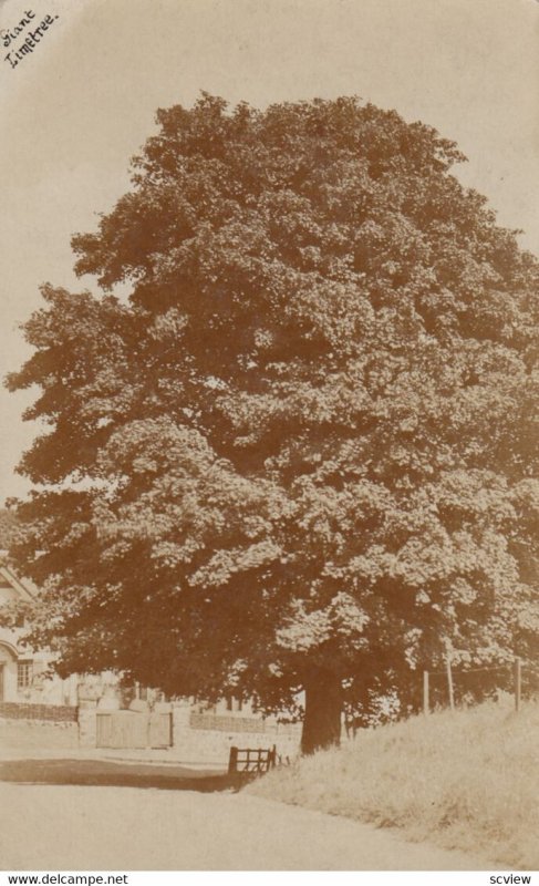 RP: Giant Lime Tree , UK , 00-10s