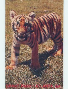 Pre-1980 BABY TIGER AT GRANT PARK Atlanta Georgia GA AD3733