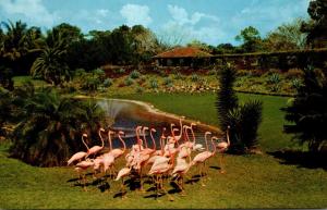 Birds Flamingos At Parrot Jungle Miami Florida