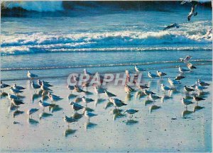 Postcard Modern Birds Cotes de France Winter Rally of silver gulls adult and ...