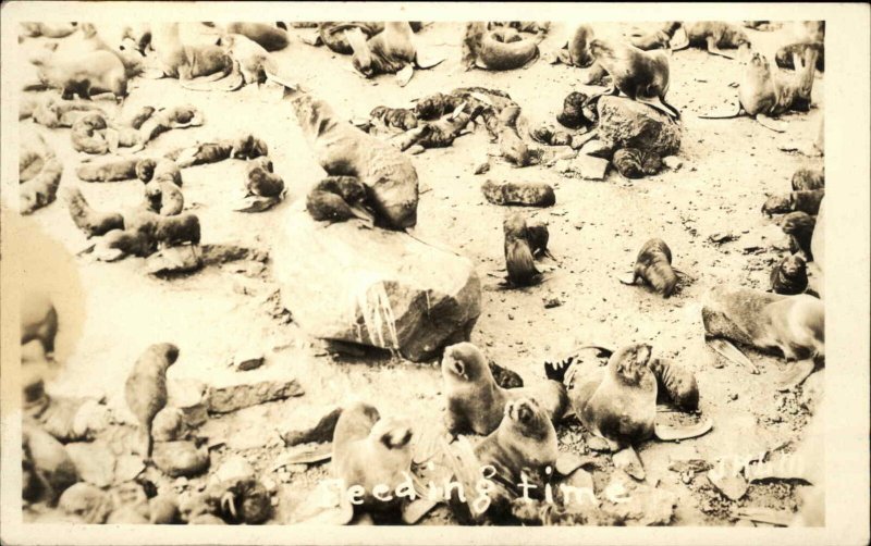 Group or Pod of Seals JHLM Real Photo Postcard #3