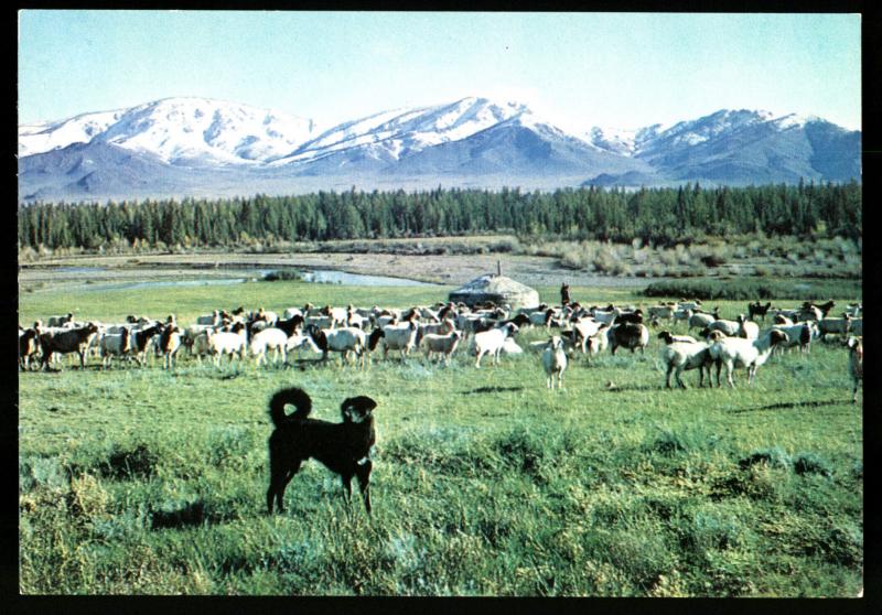 A SHEEP DOG in the grazing field MONGOLIA Real Photo MNR Postcard