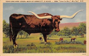 Texas Long Horn, Steer Longhorn Steer Bull 1953 