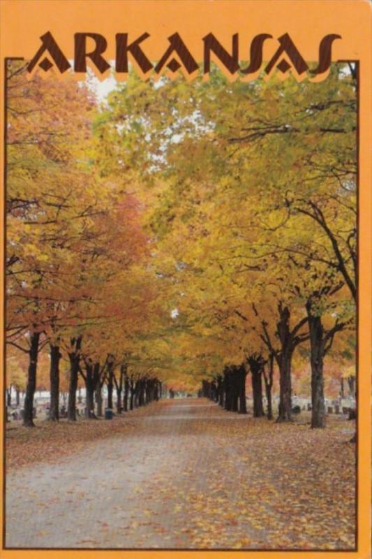 Tree Lined Street At Maplewood Cemetery Harrison Arkansas