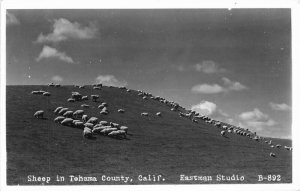 California Tehama County Sheep Farm Agriculture RPPC Photo Postcard 21-2861