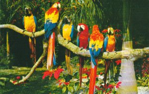 Panama Macaws and Poinsettias