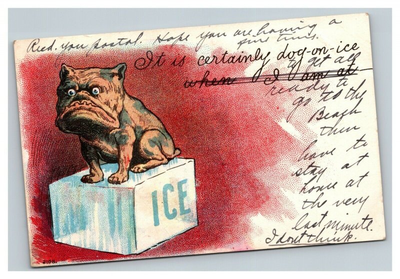 Vintage Early 1900's Postcard Divided Back Comic Dog on Ice 