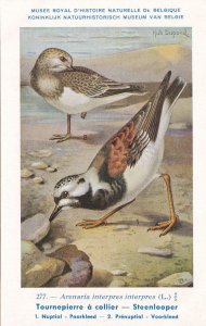 Ruddy Turnstone Arenaria Interpres WW2 Bird Rare Postcard