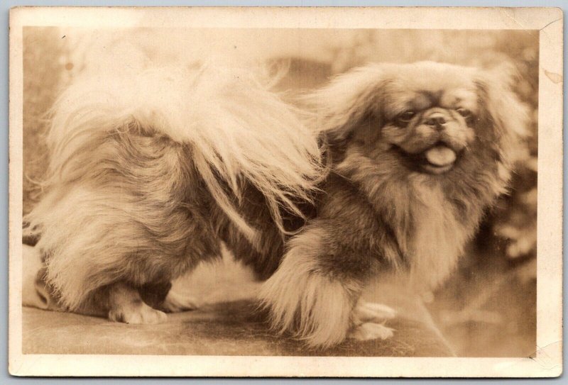 Inglewood California 1930 RPPC Real Photo Postcard Pekingese Dog Lays Ti-Ko Jack