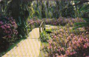 Florida Flowers Colorful Flowers & Rustic Bridge At Florida's Cypress Gardens