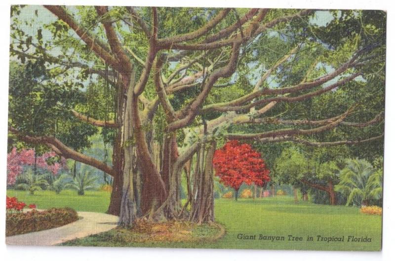 Banyan Tree Tropical Florida 1949 Linen Postcard