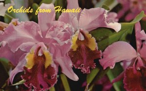 Vintage Postcard Orchids From Hawaii Beautiful Cattleya Hues & Types Hawaii HI