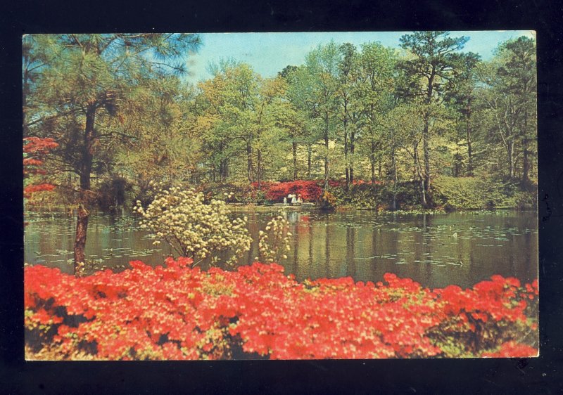 Norfolk, Virginia/VA Postcard, Municipal Gardens, Azela Blossom Time, 1975!