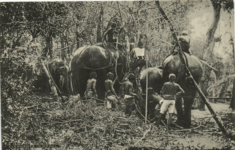 PC CEYLON - SRI LANKA, ELEPHANTS IN KRAAL, Vintage Postcard (b37646)