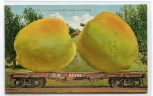 Exaggerated Bellflower Apples Exaggeration SP Railroad Car 1910c postcard