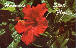 Postcard Hawaii's State Flower - Red Hibiscus