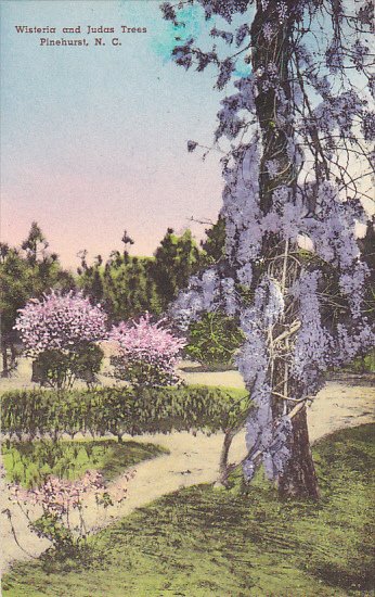 North Carolina Pinehurst Wisteria and a Judas Tree Handcolored Albertype