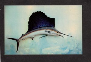FL Fish Sailfish Greyhound Key Florida Postcard Fishing Gamefish Postcard