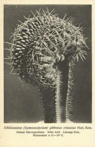 Cactus Cactaceae, Echinocactus Gibbosus Cristatus (1920s) Otto Stoye Postcard