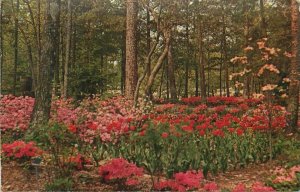 Azaleas, Dogwood, Tulips - Noccalula Falls park, Gadsden Alabama - Vtg Postcard