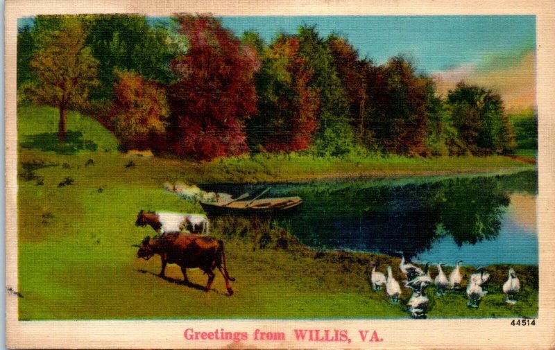 1942 Greetings from Willis VA Cows Landscape Postcard