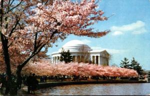 Washington D C Jefferson Memorial With Cherry Blossoms 1961