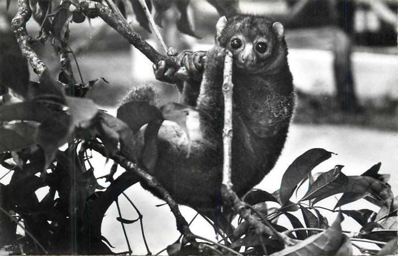 Fauna Belgian Congo Leopoldville Calago Potto 1950s Photo Postcard