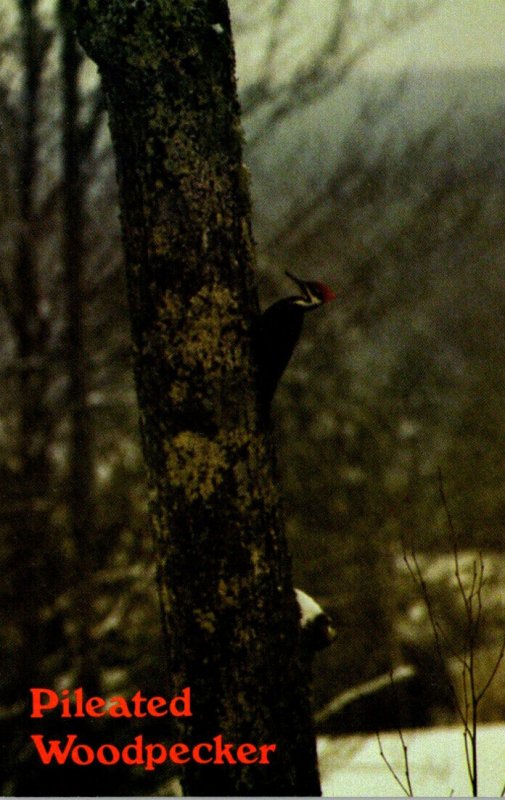 Birds Pileated Woodpecker